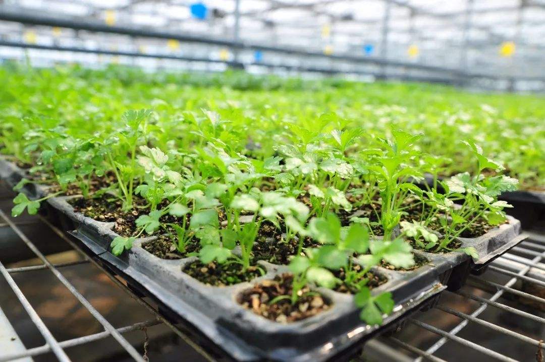 和縣：專(zhuān)家支招 大棚里建起育苗工廠