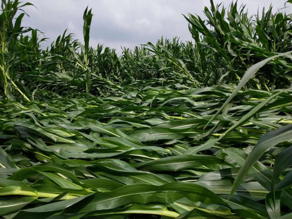 暴雨災(zāi)后的玉米增產(chǎn)措施
