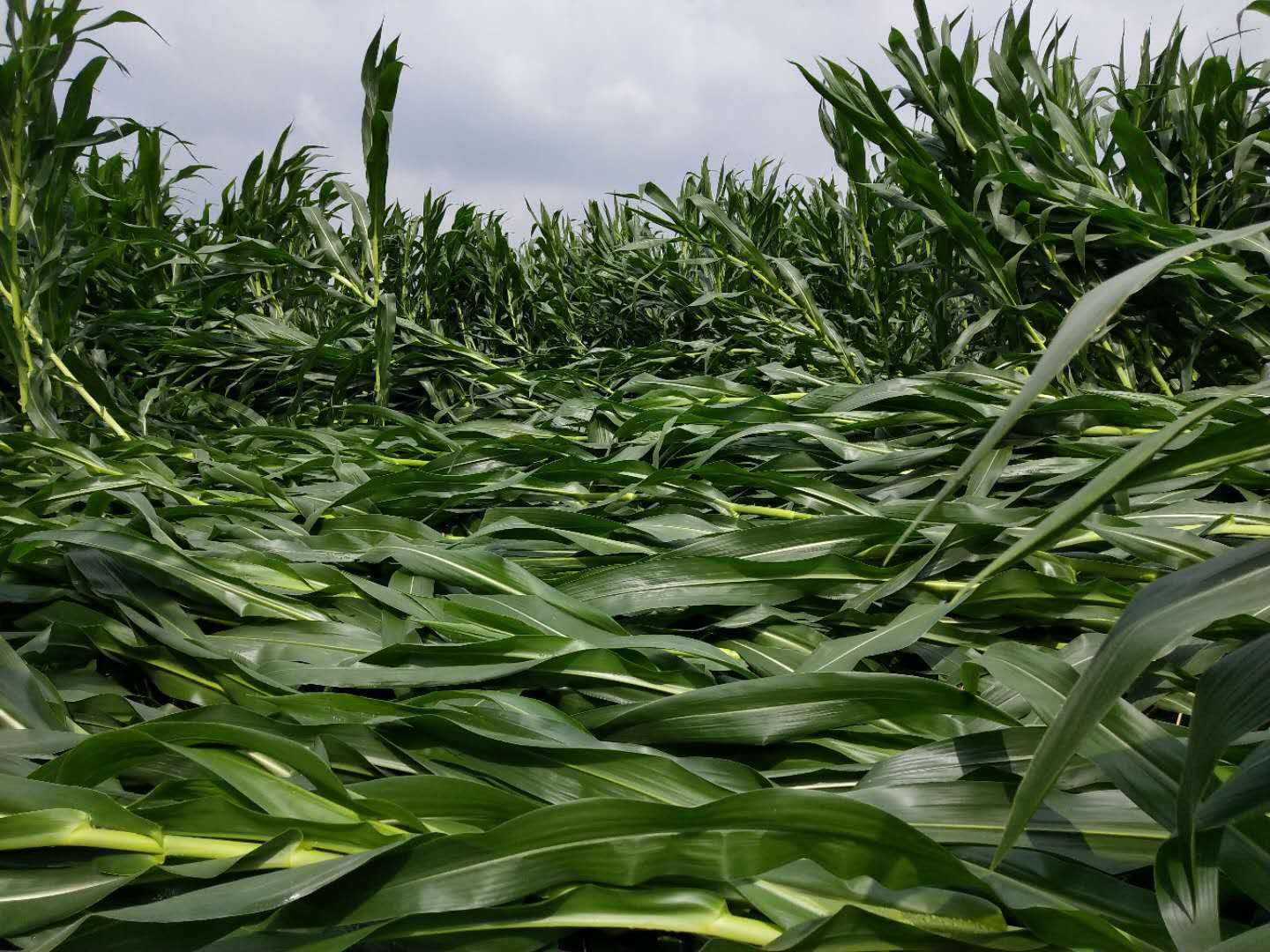 暴雨災(zāi)后的玉米增產(chǎn)措施