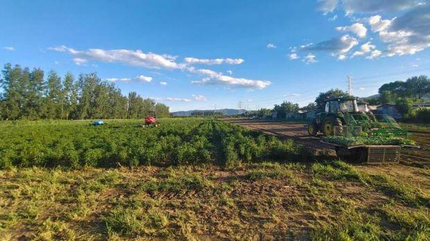 實現數字化自主管理 北京首個生產型蔬菜無人農場落地昌平