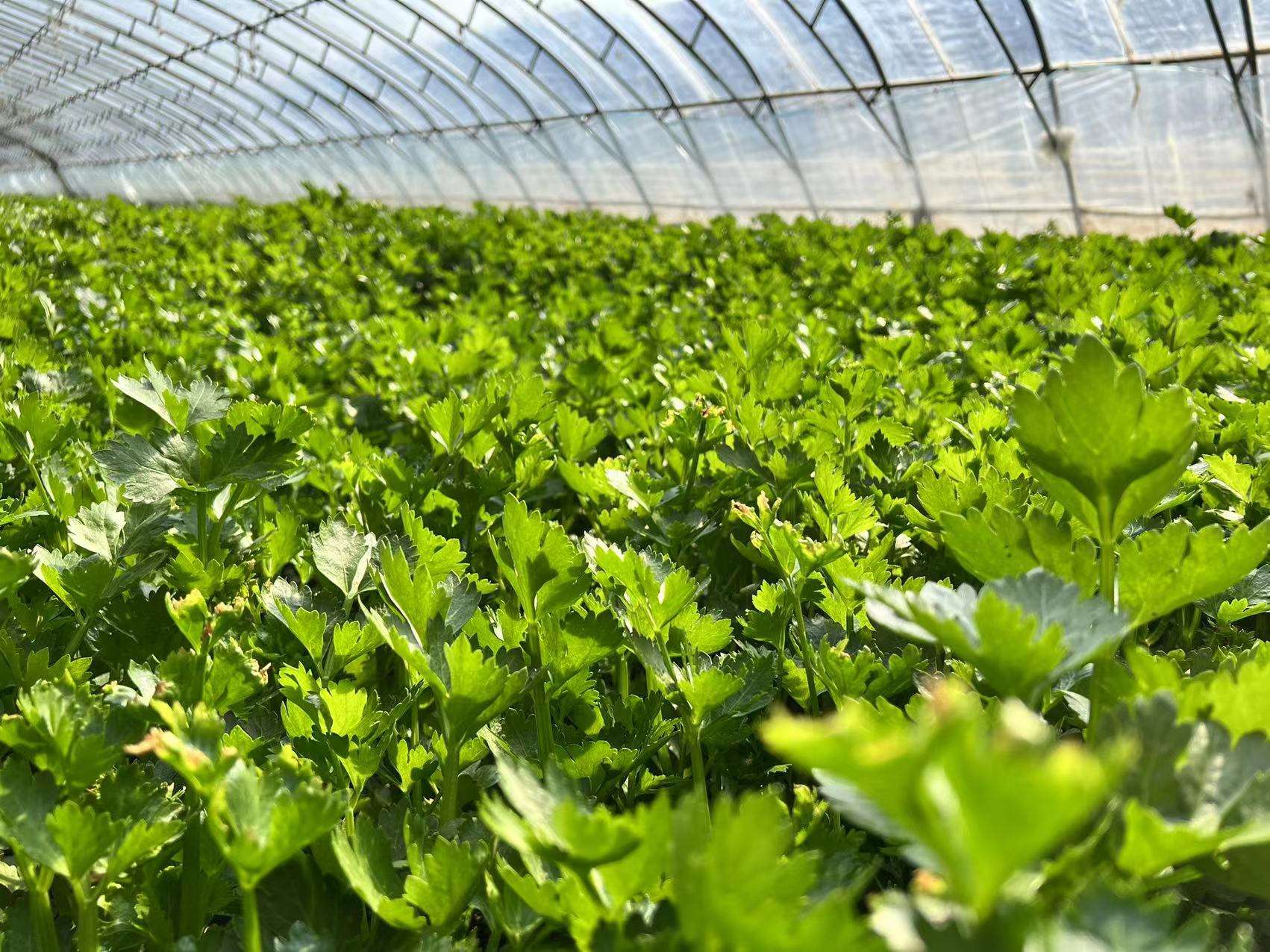 冬春季節(jié)大棚蔬菜的苗期管理