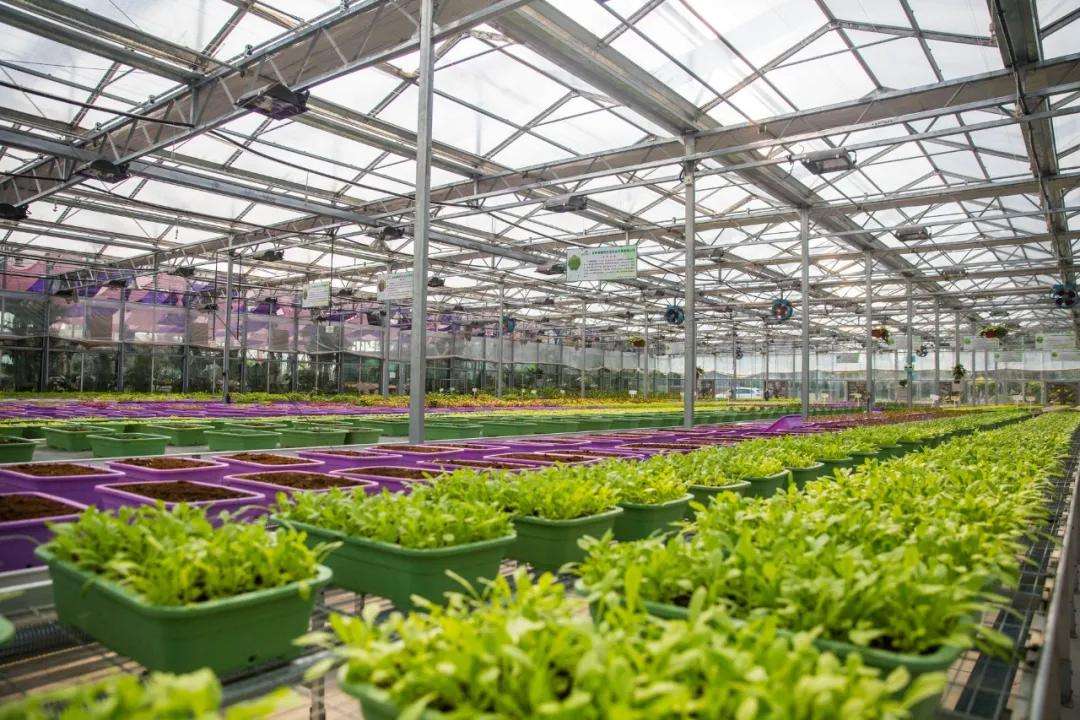 會寧縣：設施農業助增收