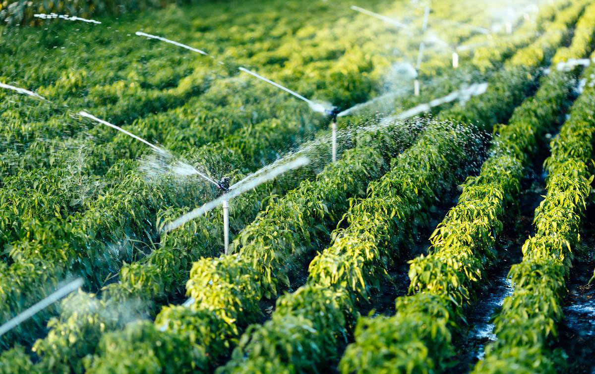 重慶榮昌：實施智慧節水灌溉 精細用好每一滴水