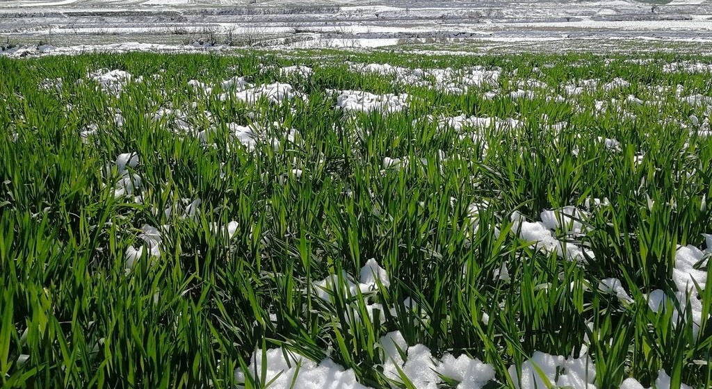 冬小麥旺長(zhǎng)控制的措施