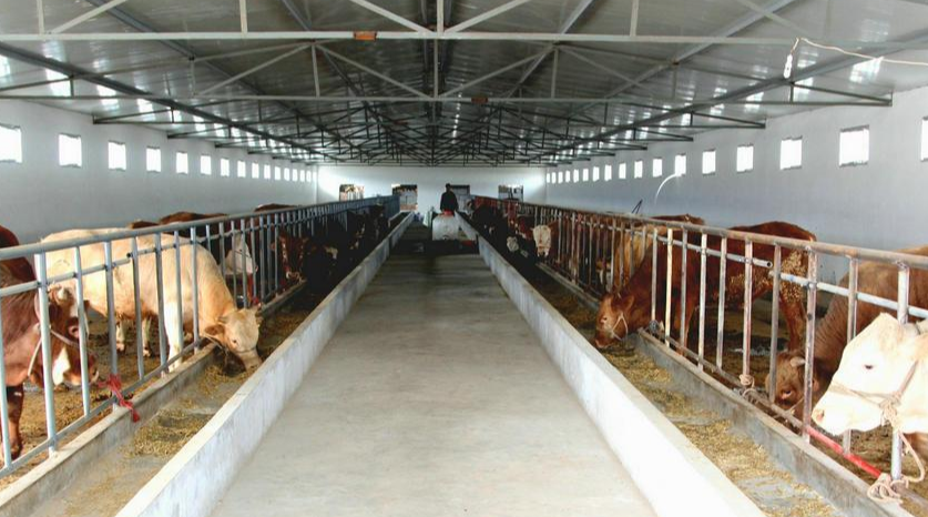 畜禽養殖場的規?；?、集約化和集約化養殖