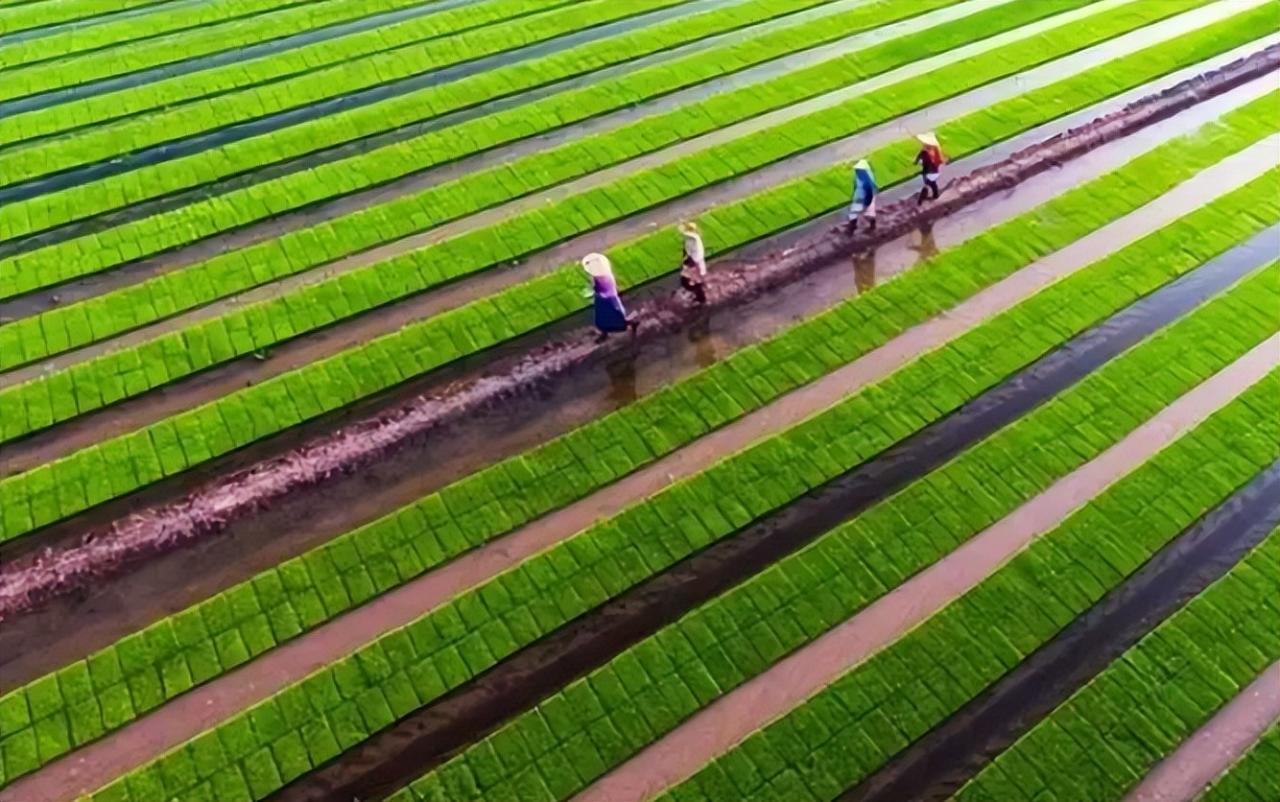 中國農(nóng)業(yè)綠色發(fā)展報(bào)告2021》農(nóng)業(yè)綠色發(fā)展指數(shù)提高