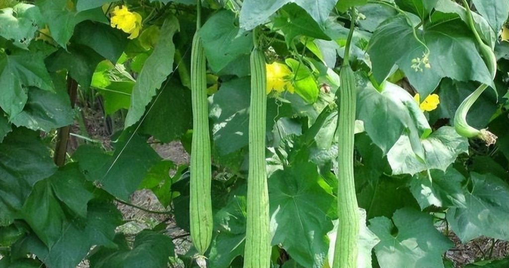 育苗移栽,科學定植。