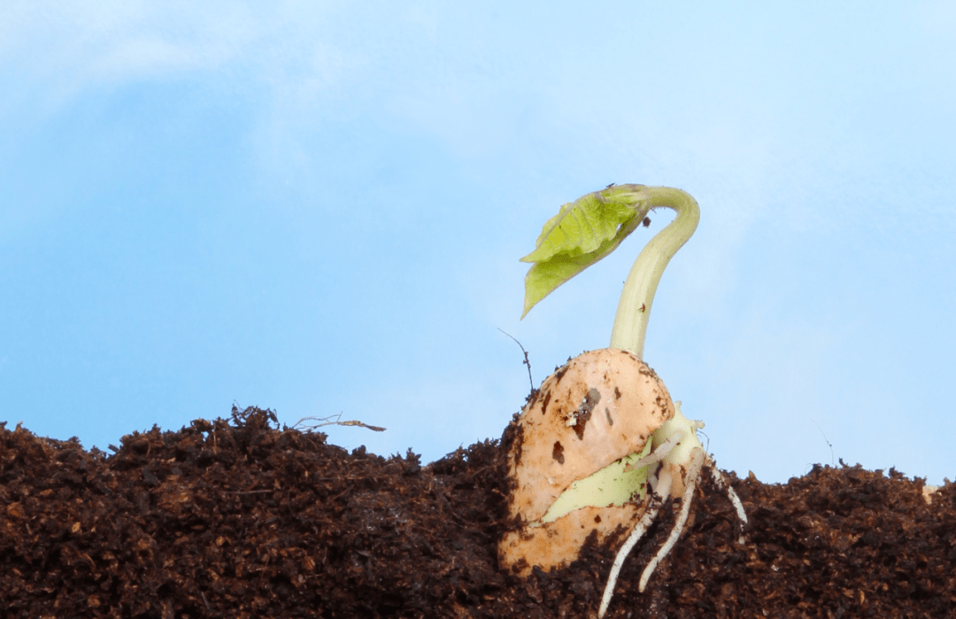 物聯網技術創(chuàng)造最佳生長環(huán)境，育種更精準