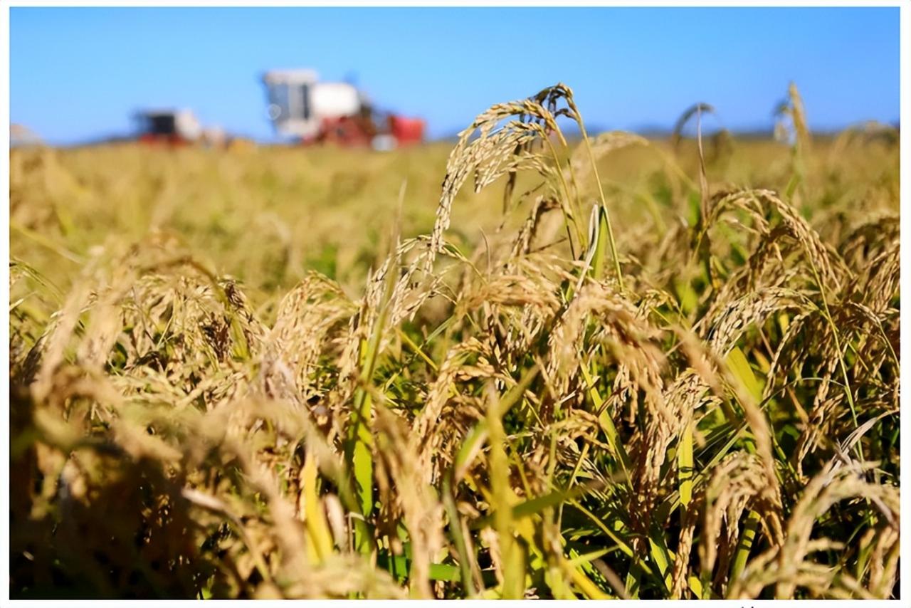 農(nóng)村勞動(dòng)力的轉(zhuǎn)移、機(jī)械化率不高,都讓糧食安全面臨諸多挑戰(zhàn)