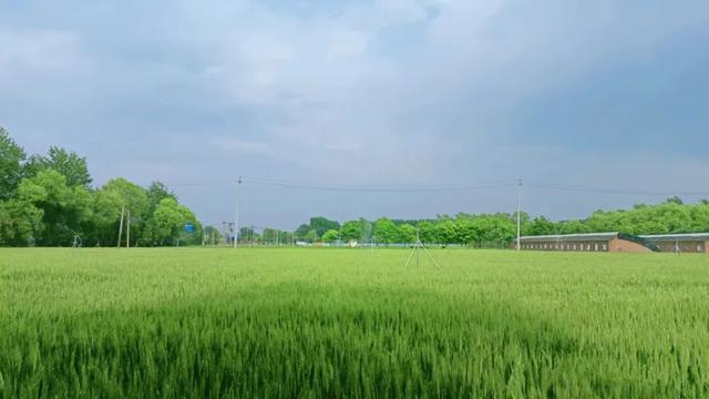 三夏期間，加強(qiáng)田間水肥管理，做好技術(shù)服務(wù)，加強(qiáng)田間管理。