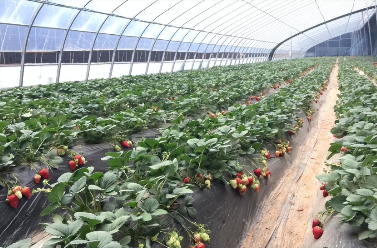 智能農(nóng)業(yè)溫室系統(tǒng)解決方案