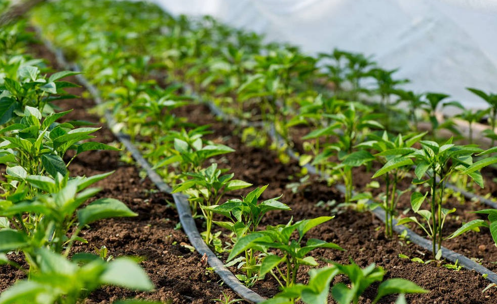 水肥一體化不僅可以節省人工成本，還可以節省灌溉成本和施肥成本。