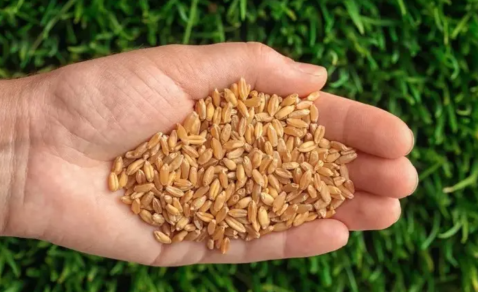 我國全面實施種業振興，著力夯實種質資源這個育種的戰略性基礎