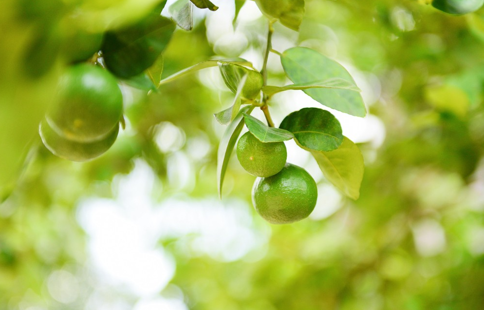 區塊鏈在智慧農業中有哪些應用?