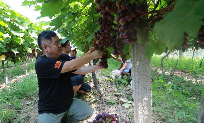 果農(nóng)們采摘已經(jīng)成熟的葡萄