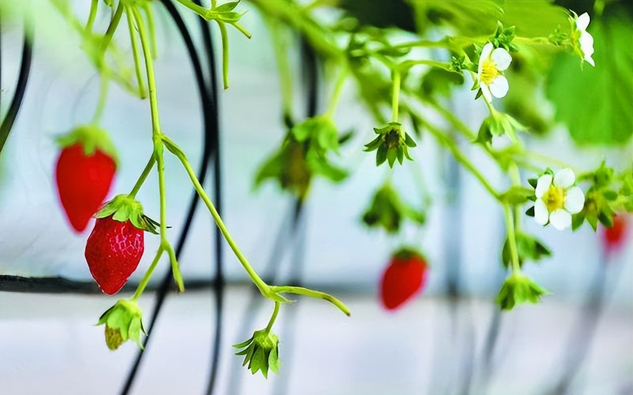 位于云南昆明國家高原云果產(chǎn)業(yè)園的比賽基地中，第二個產(chǎn)季的花序已開始開花掛果。