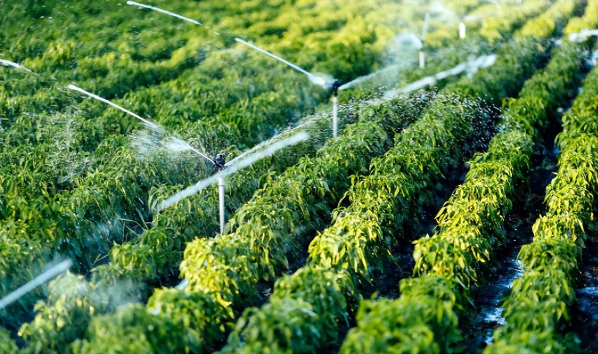 水肥一體化設(shè)備滴灌，定時(shí)運(yùn)行，自動(dòng)啟停