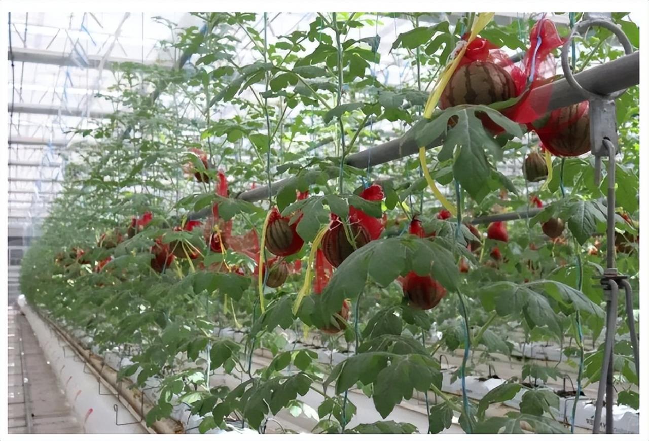 農(nóng)企數(shù)字化轉(zhuǎn)型中的投資機會