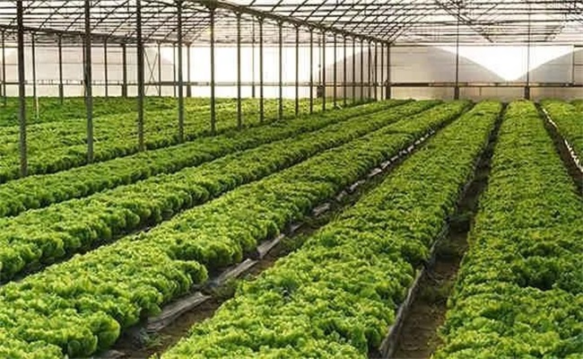 溫室引入物聯(lián)網(wǎng),走出一條解放雙手、顛覆傳統(tǒng)的新路子