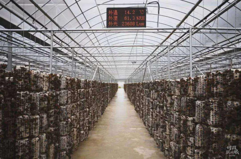 常見溫室木耳病害的防治方法