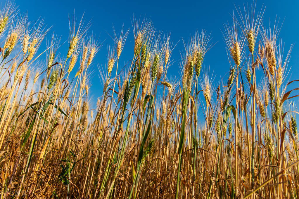 秋收在即，農業氣象觀測，變成重中之重的問題