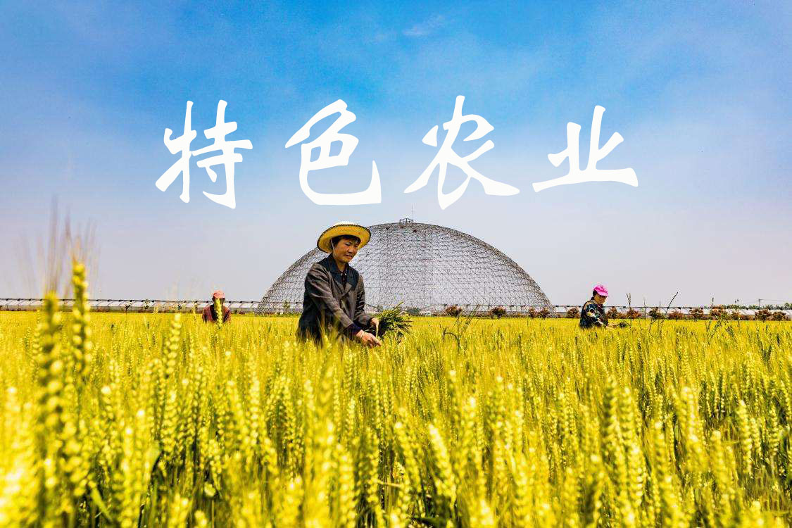 互助：特色農業(yè)鋪就振興路