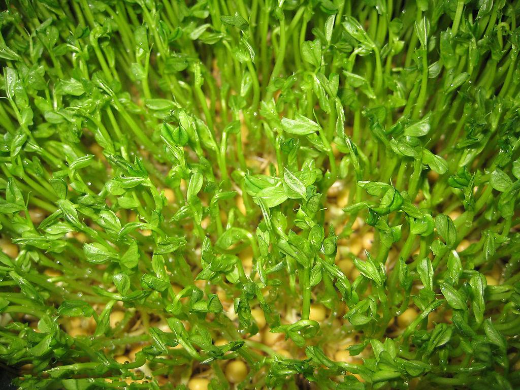 老棚豆芽苗如何高效生產(chǎn)