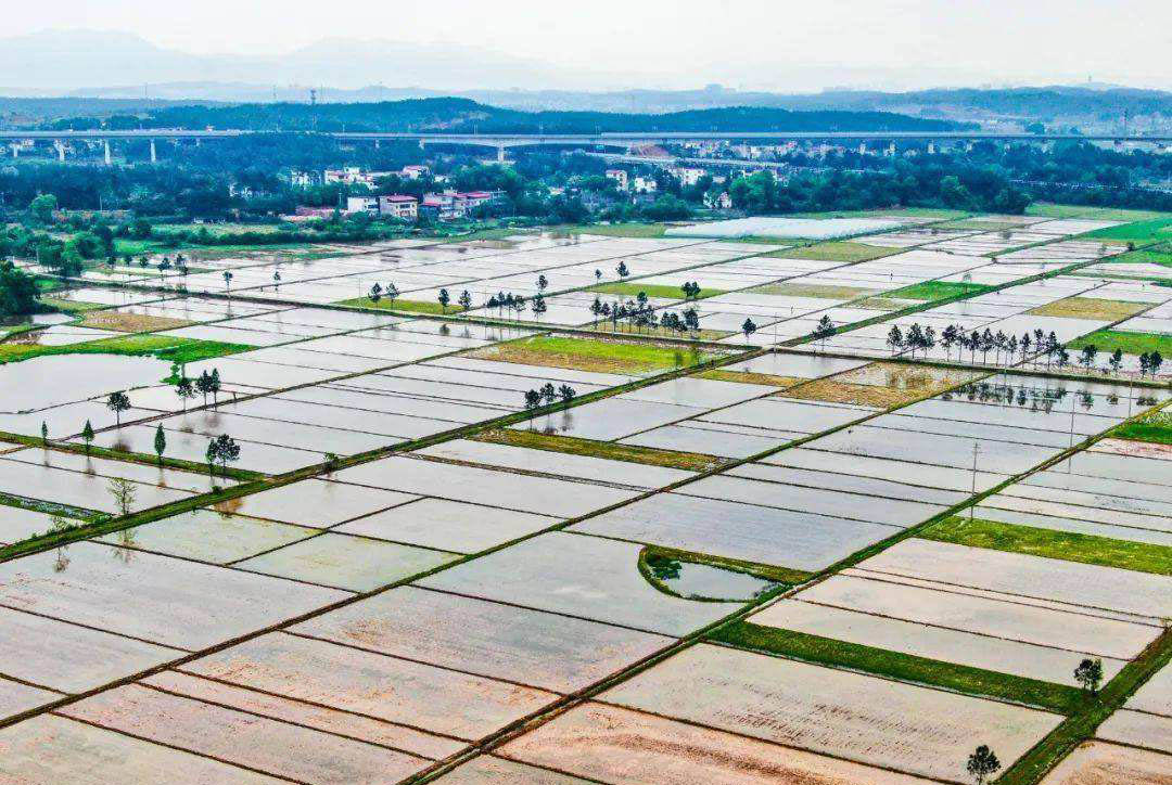 大觀：高標準農田建設助抗旱保豐收