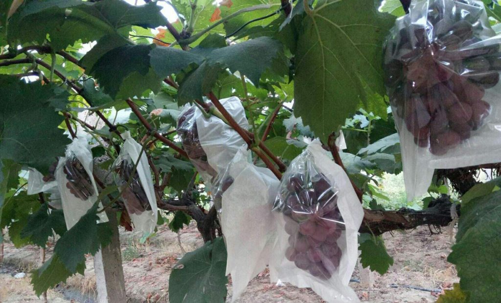 葡萄套袋的優(yōu)缺點(diǎn)及施工要點(diǎn)