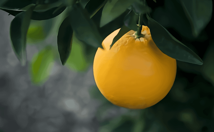 數字化臍橙基地,數字化管理