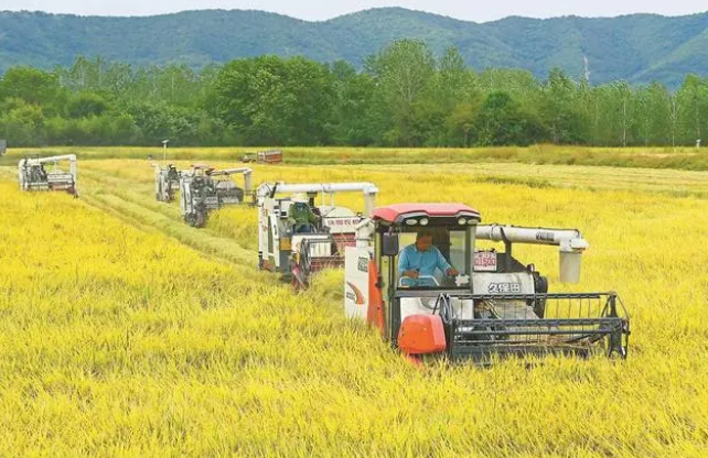 農(nóng)民采用機(jī)械化作業(yè)搶收