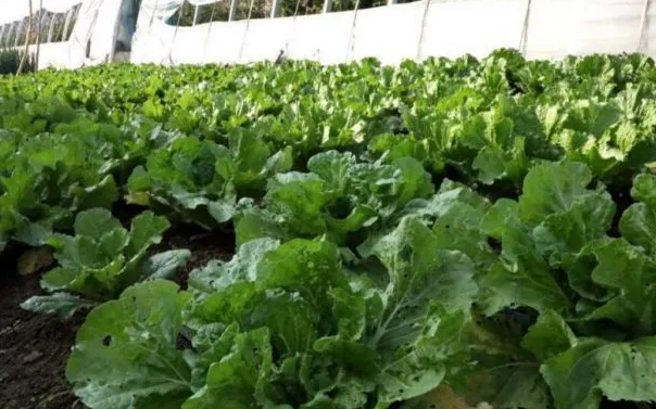 懷柔鎮(zhèn)將持續(xù)助力鄉(xiāng)村振興，加大農(nóng)業(yè)發(fā)展力度，推動(dòng)農(nóng)業(yè)綠色發(fā)展