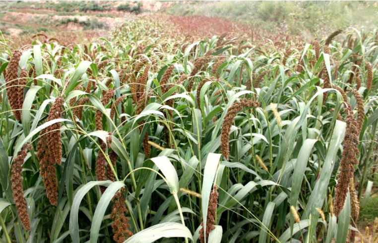 風吹稻谷千重浪,谷穗飄香農家忙