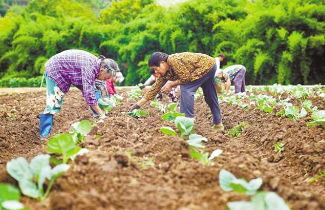 組織種植戶搶種，以穩定農業生產。