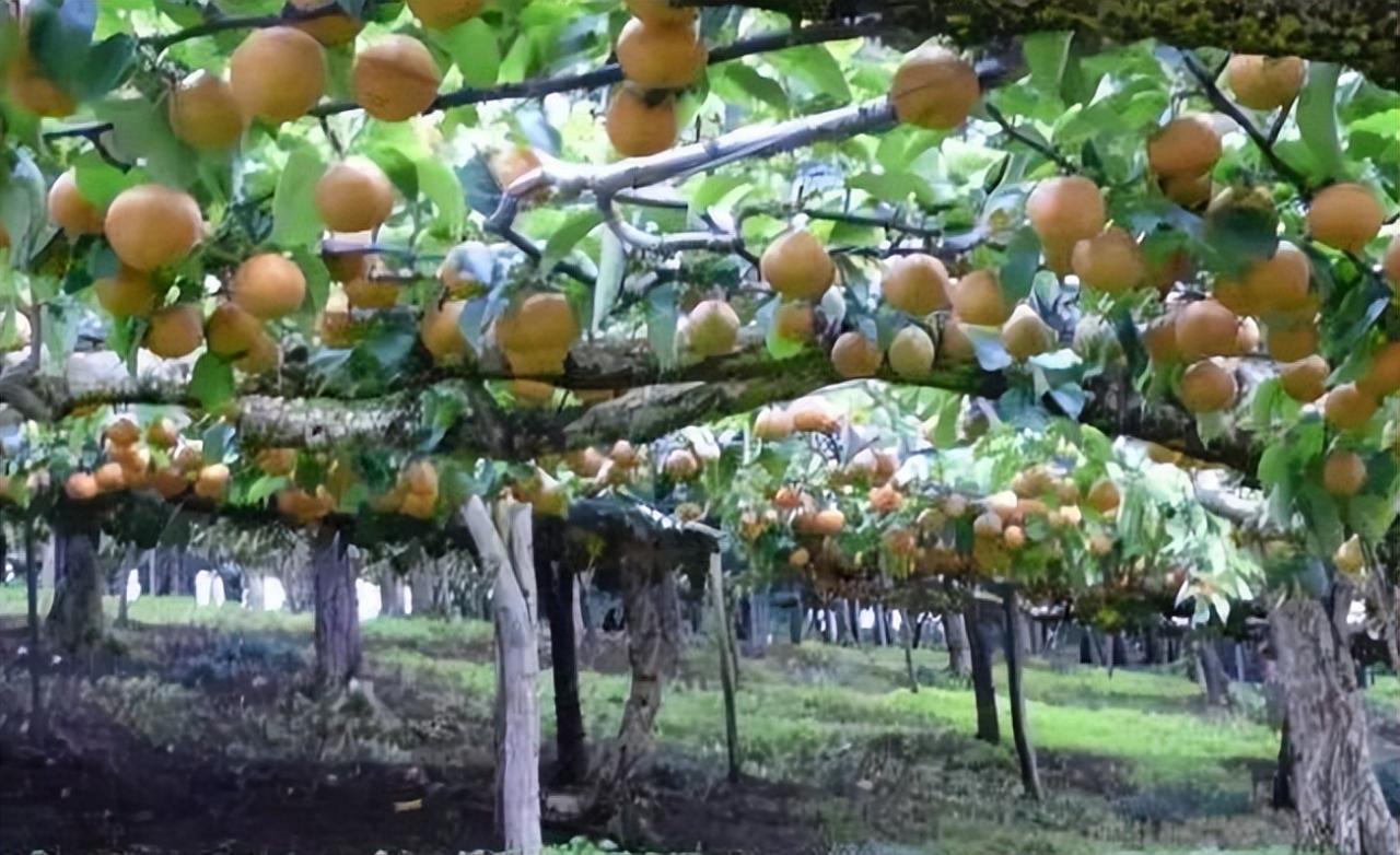 生產模式先進、管理細致，是日本農產品質量佳的重要原因