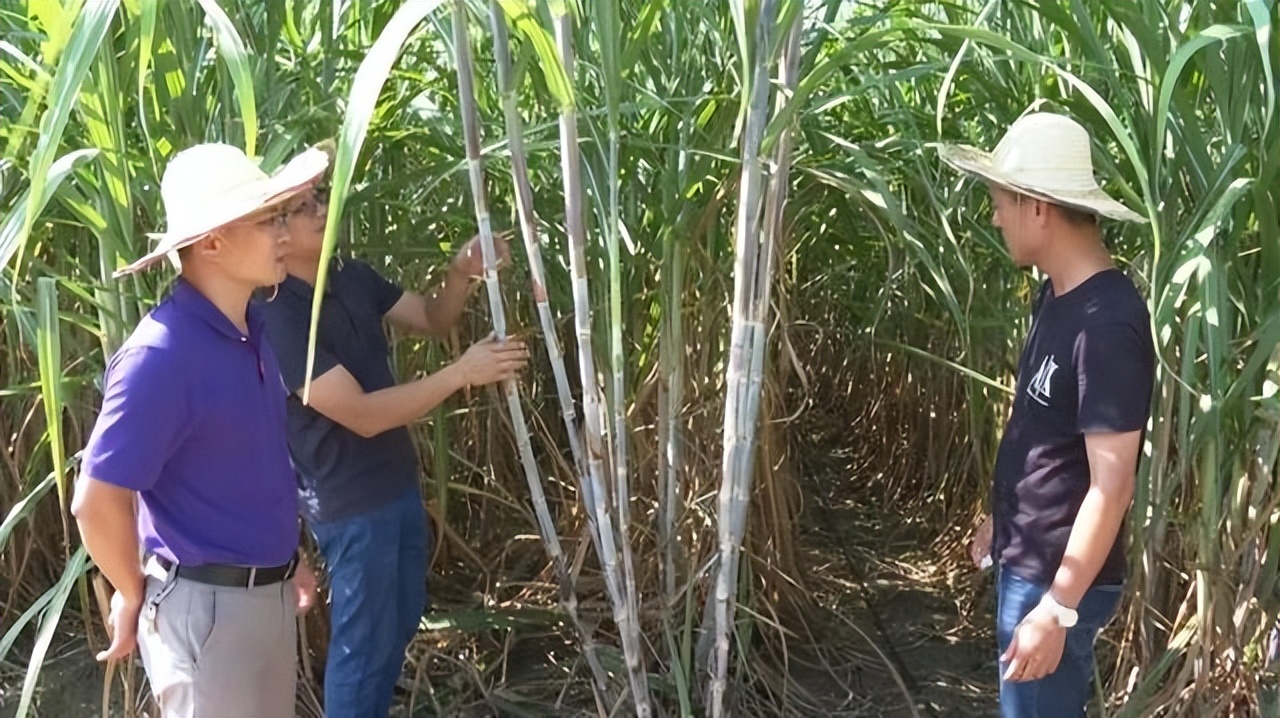 水肥一體化滴灌種植技術,提高水肥效率,提高產量