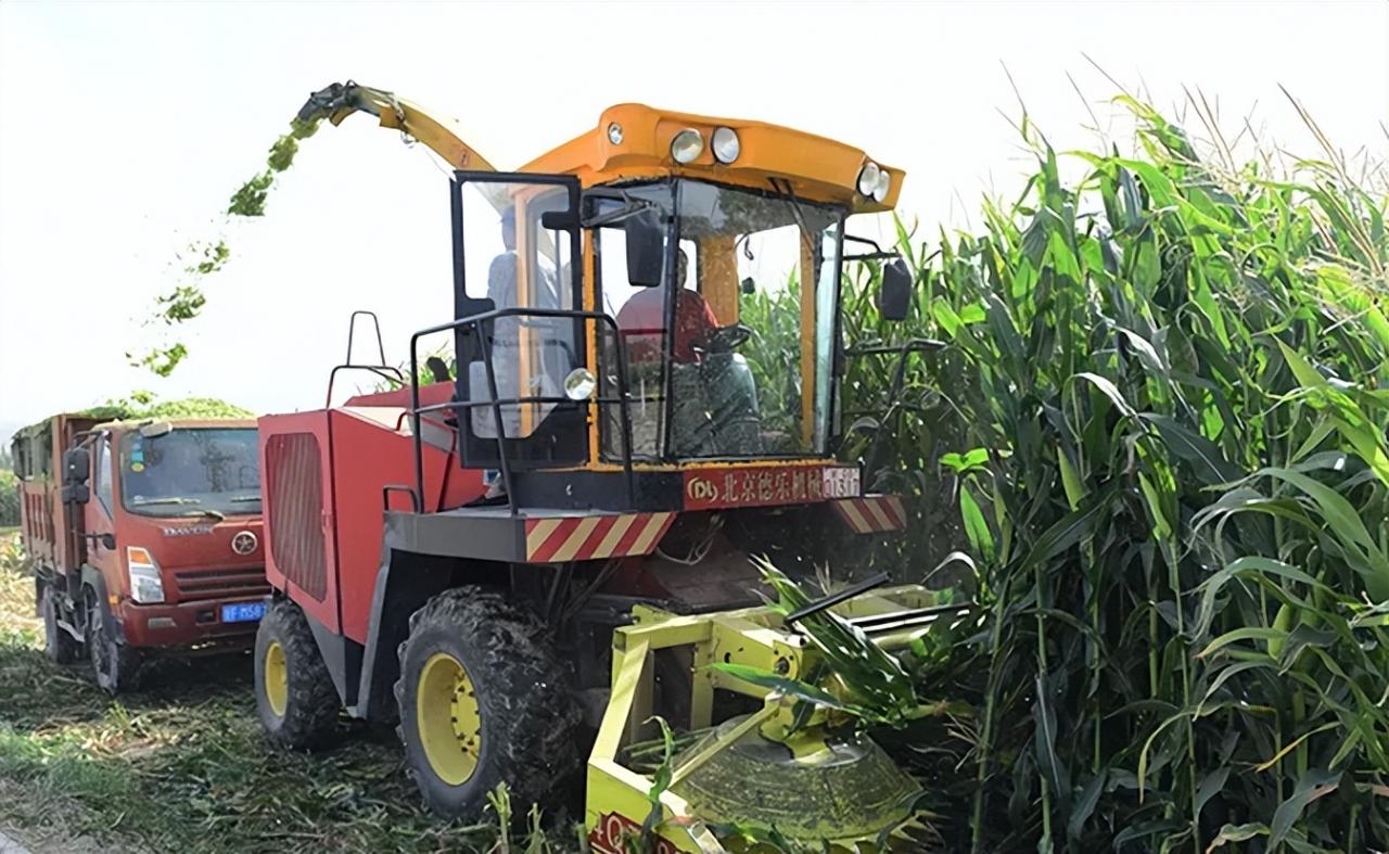 4萬畝青貯玉米長勢喜人,喜獲豐收