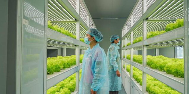 工作人員在“植物工廠”育苗室內觀察生菜生長情況。