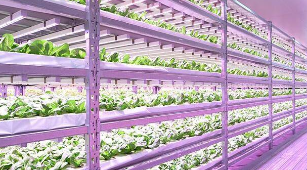 智能溫室中的自動化