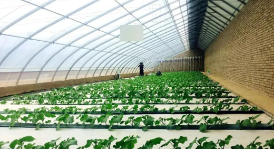 改變傳統種植方式，推廣蔬菜種植技術