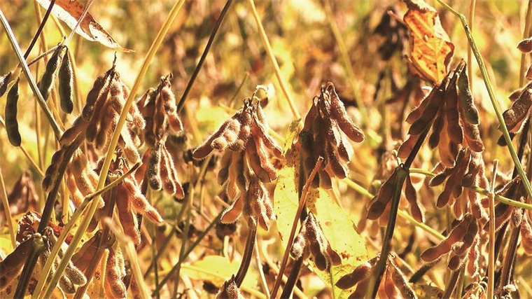 引入智能設備,擴大種豆范圍,增大農民收益