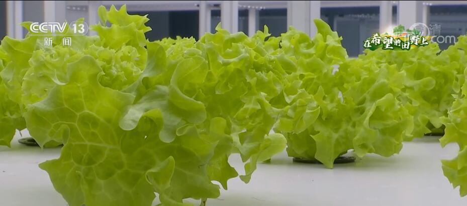 金秋時節(jié),在江蘇南通通州區(qū)的智慧農(nóng)業(yè)基地內(nèi),一批生菜和油麥菜迎來了收獲。 江蘇南通通州區(qū)的智慧農(nóng)業(yè)基地 它們不需要土壤,一臺電腦、一部手機(jī)就能控制生長,打破了傳統(tǒng)“靠天吃飯”的種植模式,進(jìn)一步助農(nóng)增產(chǎn)增收。 走進(jìn)干凈整潔的人工光種植區(qū),一棵棵鮮嫩的生菜在LED燈的照射下長勢正旺,成熟后的生菜通過冷鏈物流直接運(yùn)輸?shù)疆?dāng)?shù)?2家大型超市。 無土栽培的蔬菜潔凈度、整齊度非常高,損耗較一般種植降低40% 在這個植物工廠中,智能溫室達(dá)4500多平方米,管理人員通過電腦和手機(jī)可以隨時遠(yuǎn)程操控溫度、濕度、光照等數(shù)值。不僅減少了勞動力,而且這種無土栽培的蔬菜潔凈度、整齊度非常高,損耗較一般種植降低40%。整個植物工廠年產(chǎn)蔬菜達(dá)到120噸,是普通蔬菜種植效益的8到20倍。
