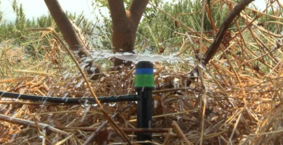 為了應對特大旱情,智能水肥一體化讓油茶基地灌溉更合理