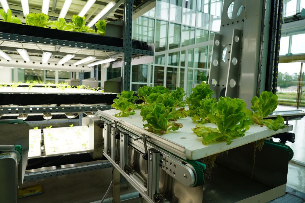 9月20日,在成都市新津區的中國農科院立體農場,種植機器人在搬運生菜定植板。