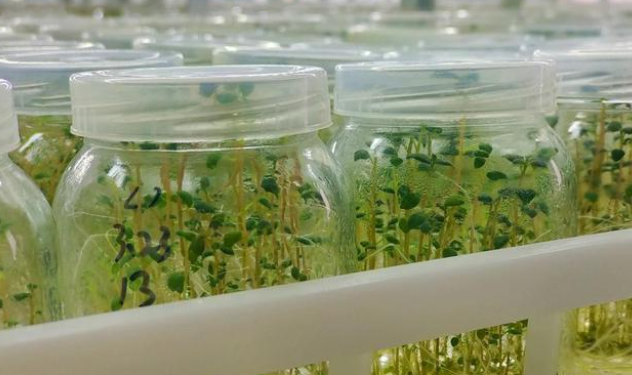 定邊縣科發馬鈴薯良種有限責任公司培育的17萬畝馬鈴薯帶著綠油油的秧,鉚足勁生長