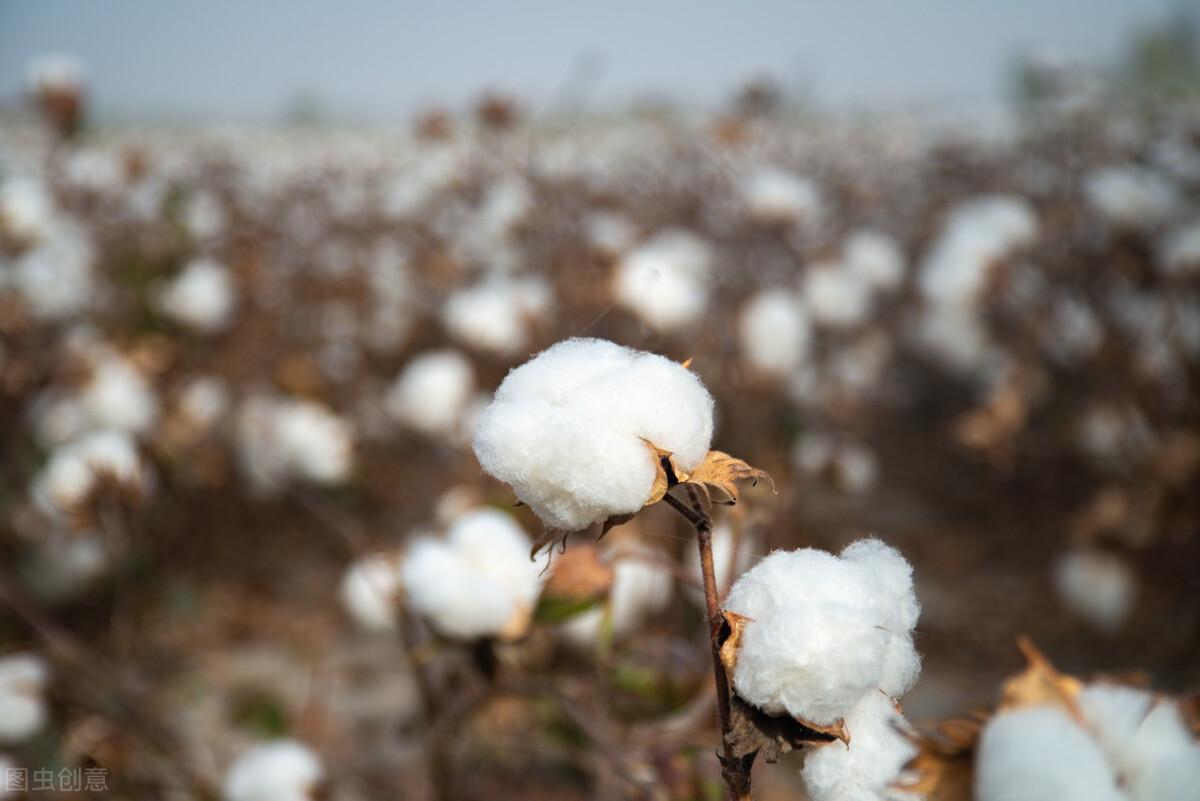 智慧農業助力 長絨棉提質增效