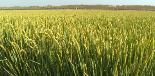 300畝鹽堿地種糧試驗(yàn)取得成功