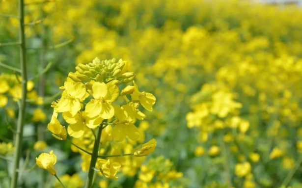 發展觀光旅游，帶動菜籽油、油菜薹、油菜蜂蜜、油菜花粉等產業