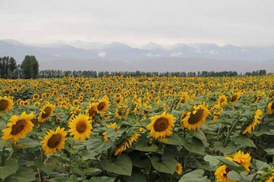 如何預防向日葵病蟲害