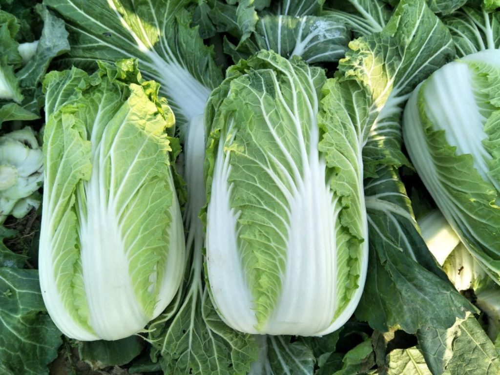 白菜種植技術(shù)與管理